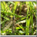 Limnophila punctata - Stelzmuecke 01.jpg